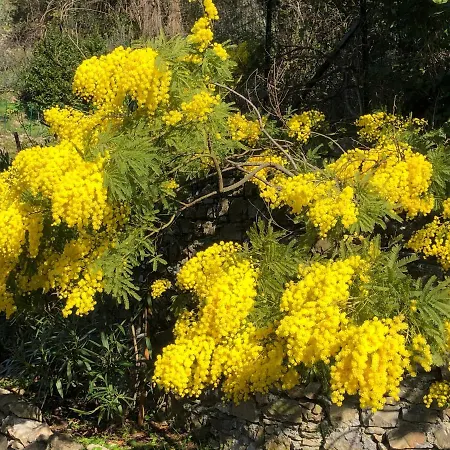 Cielomare וילה